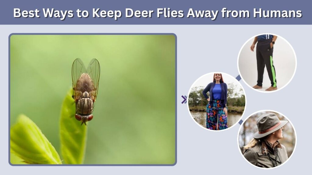 Best Ways to Keep Deer Flies Away from Humans