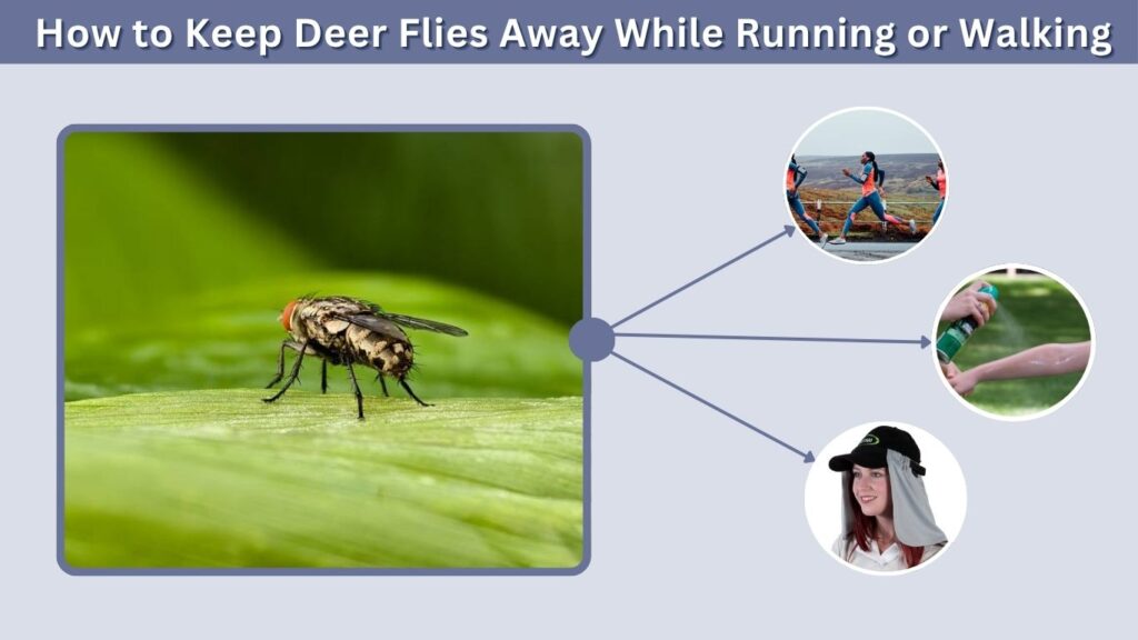 How to Keep Deer Flies Away While Running or Walking
