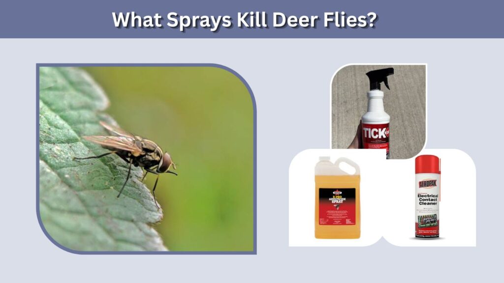 What Sprays Kill Deer Flies?