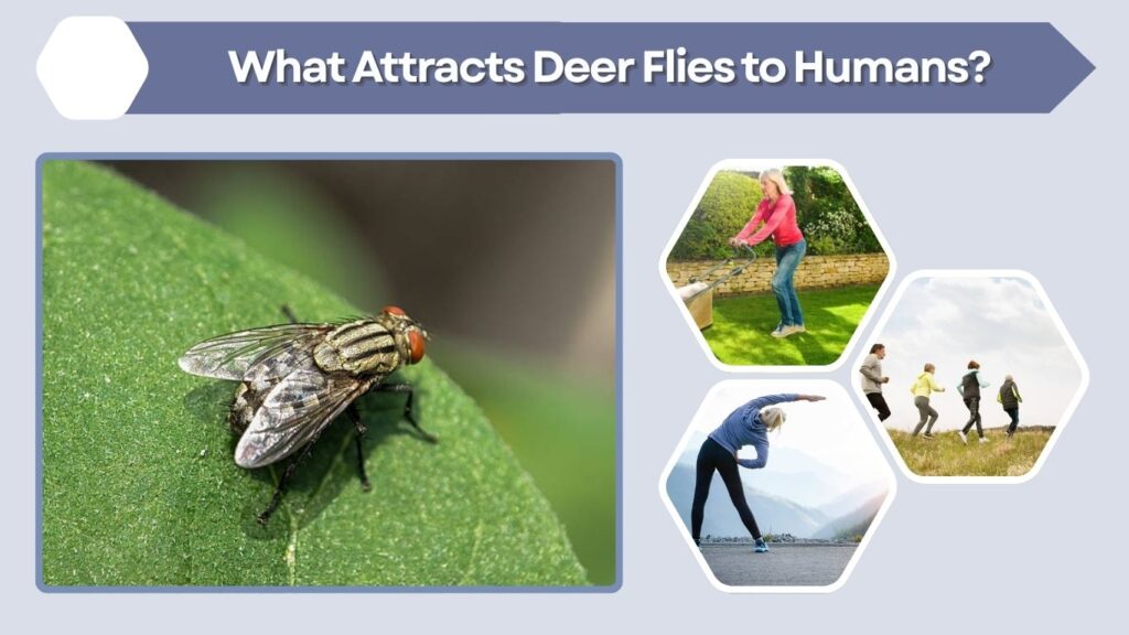 What Attracts Deer Flies to Humans?