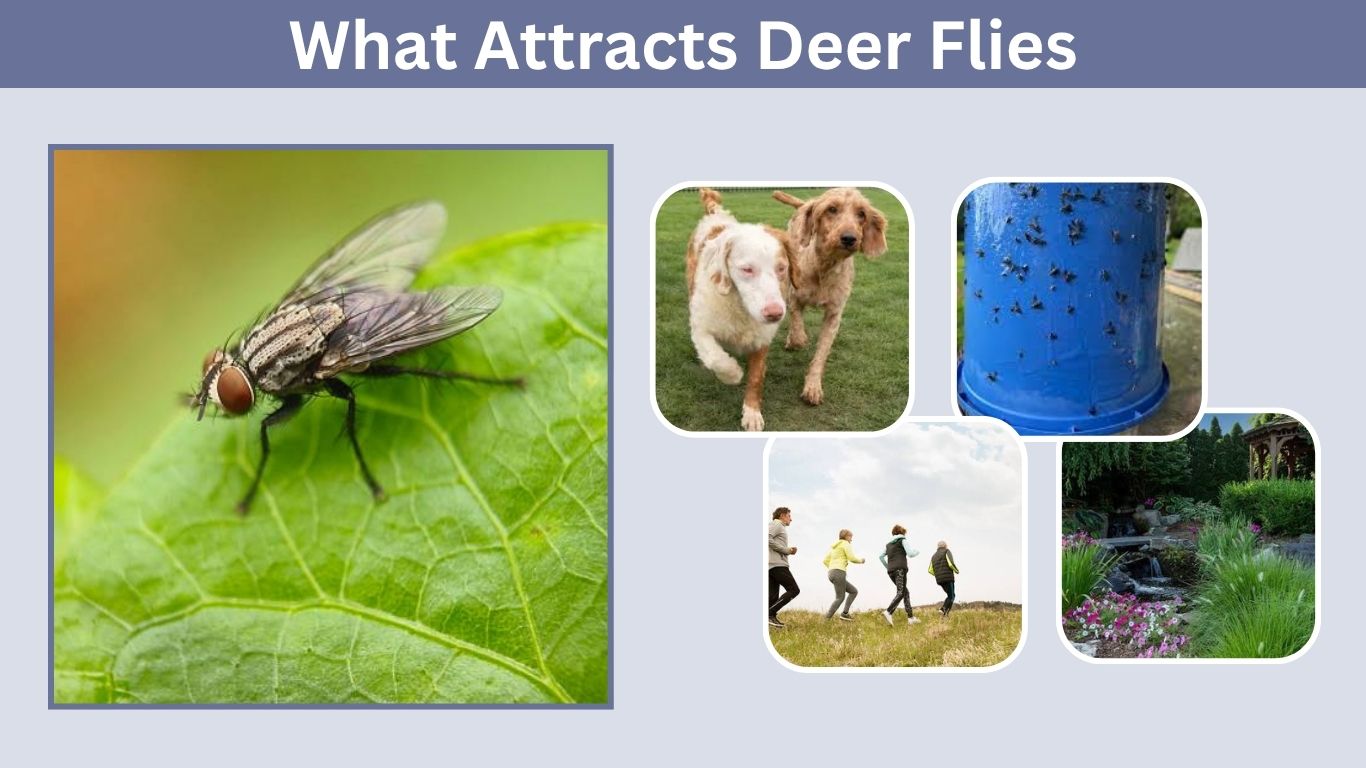 What Attracts Deer Flies? Colors, Smells and Movement