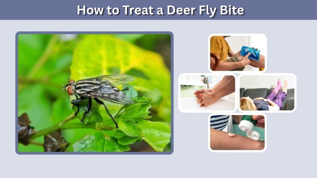 How to Treat a Deer Fly Bite