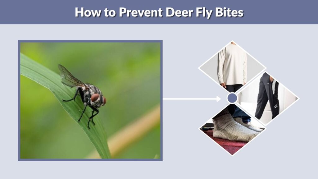 How to Prevent Deer Fly Bites