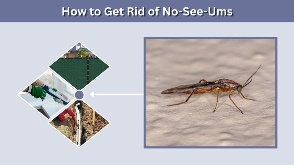 How to Get Rid of No-See-Ums