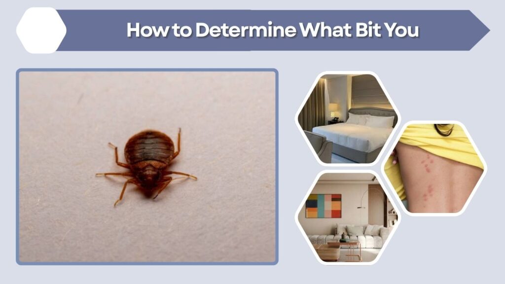 How to Determine What Bit You