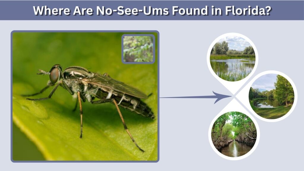 Where Are No-See-Ums Found in Florida?
