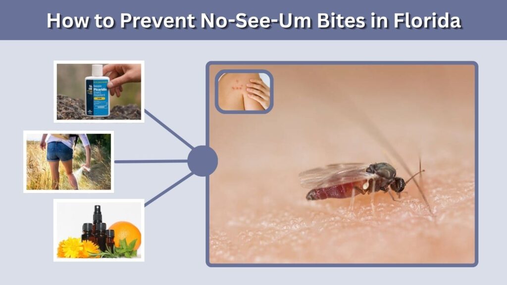 How to Prevent No-See-Um Bites in Florida