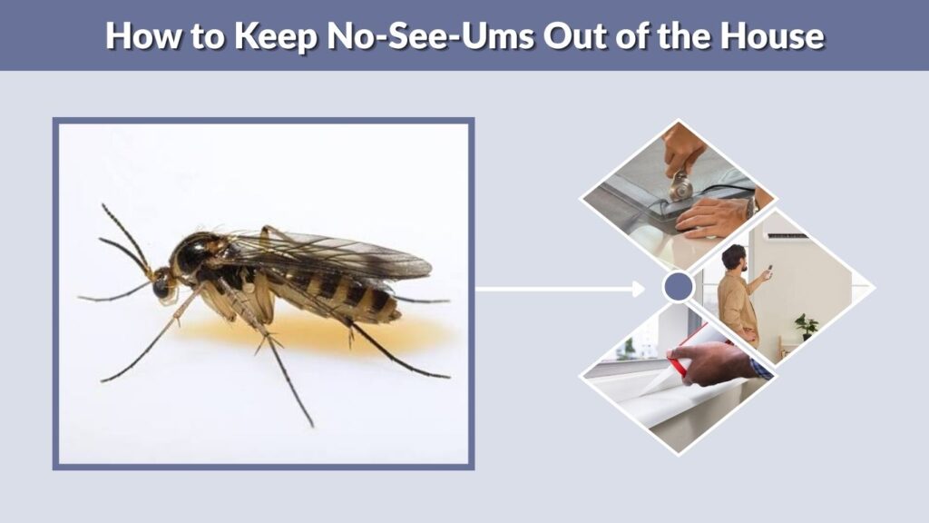 How to Keep No-See-Ums Out of the House