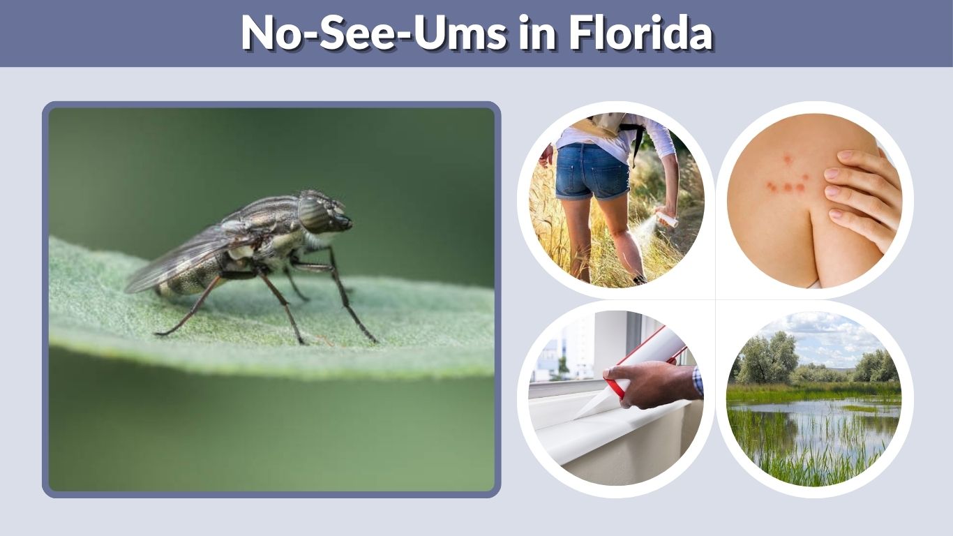 No-See-Ums in Florida: Season, Bites and Prevention