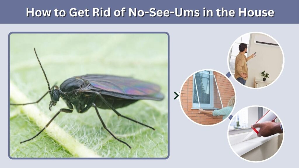 How to Get Rid of No-See-Ums in the House