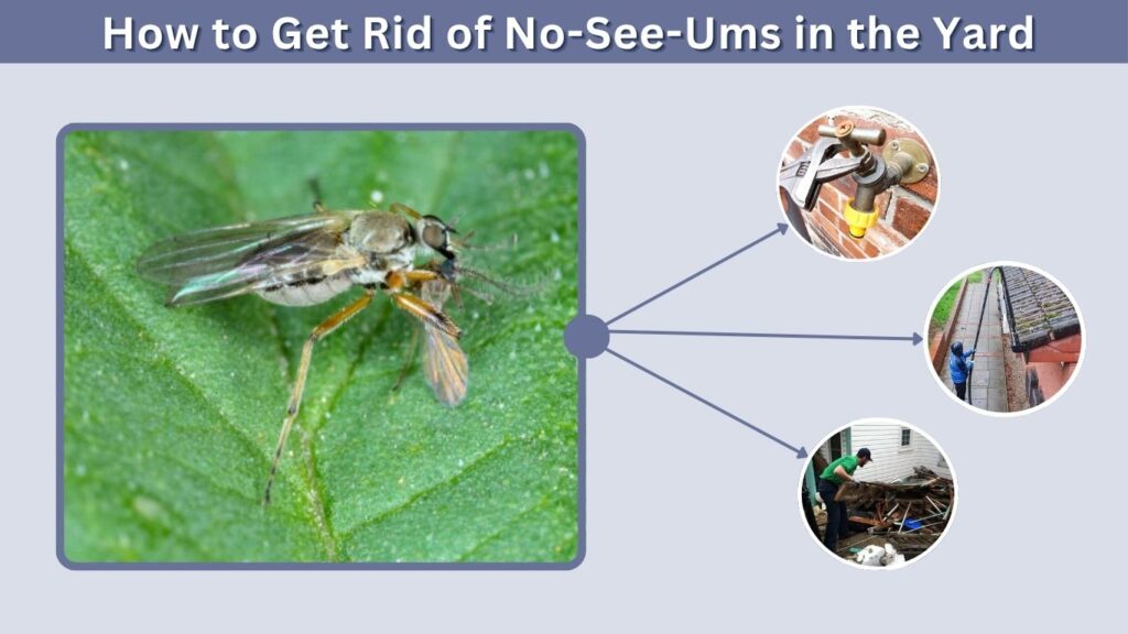 How to Get Rid of No-See-Ums in the Yard