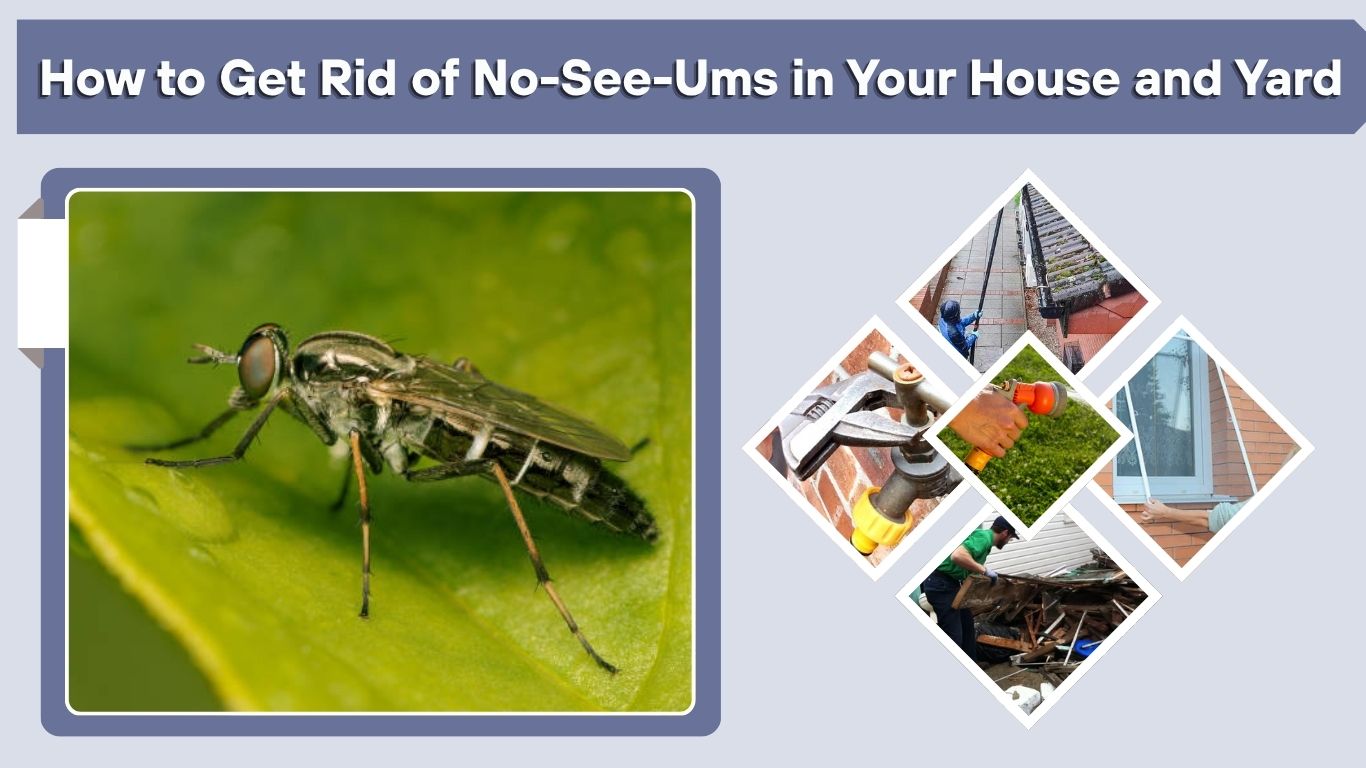 How to Get Rid of No-See-Ums in Your House and Yard