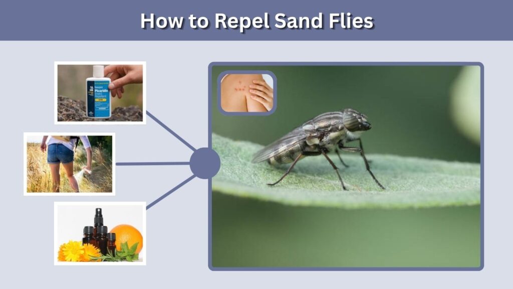 How to Repel Sand Flies