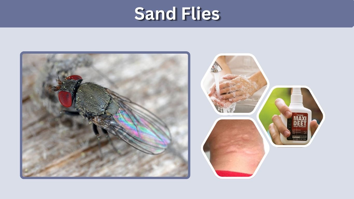 Sand Flies: Identification, Bites, Treatment and Repellent
