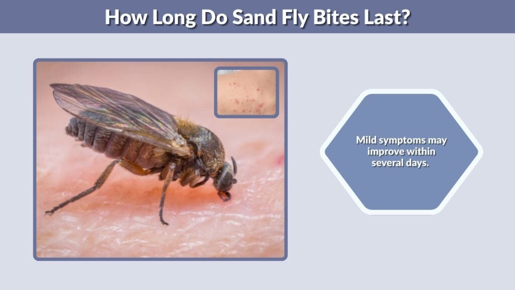 How Long Do Sand Fly Bites Last?