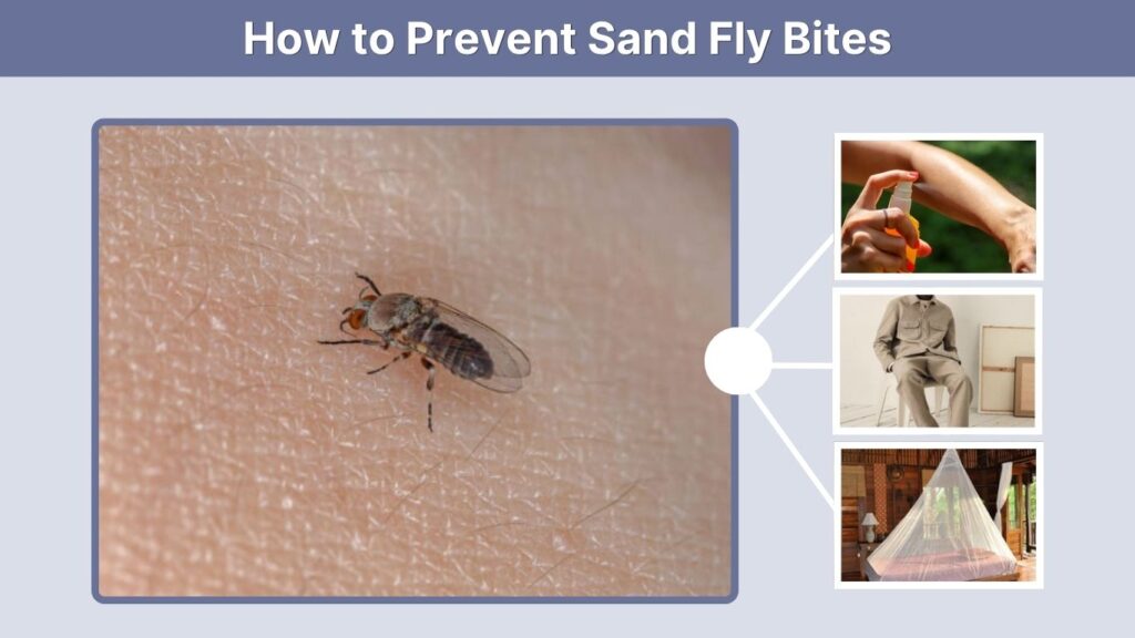 How to Prevent Sand Fly Bites