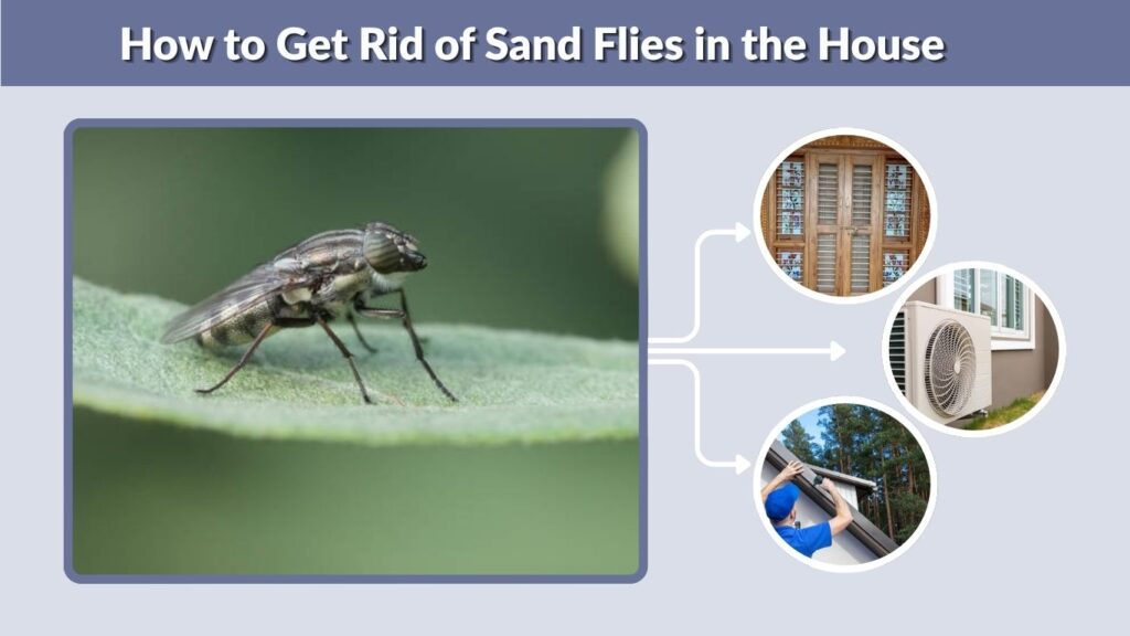 How to Get Rid of Sand Flies in the House