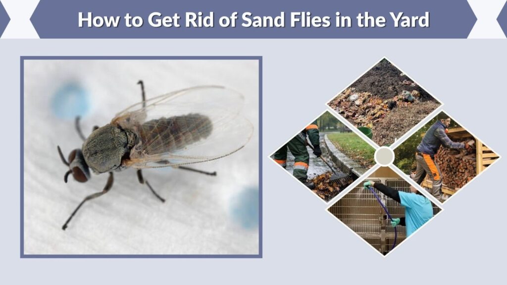 How to Get Rid of Sand Flies in the Yard