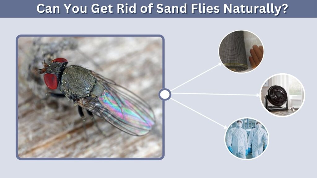Can You Get Rid of Sand Flies Naturally?