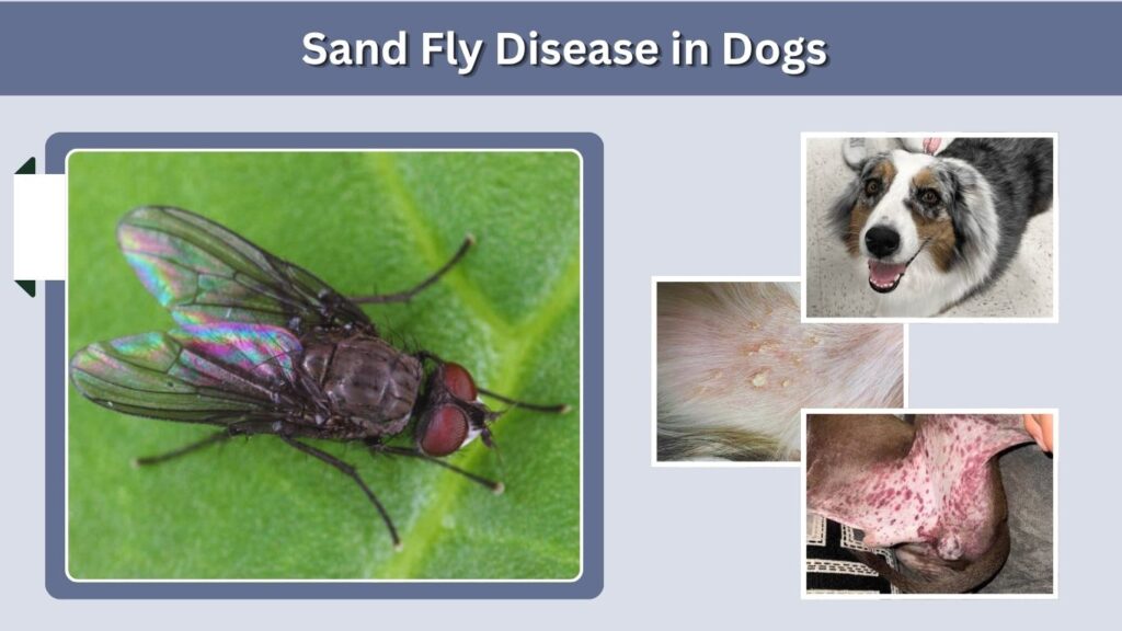 Sand Fly Disease in Dogs