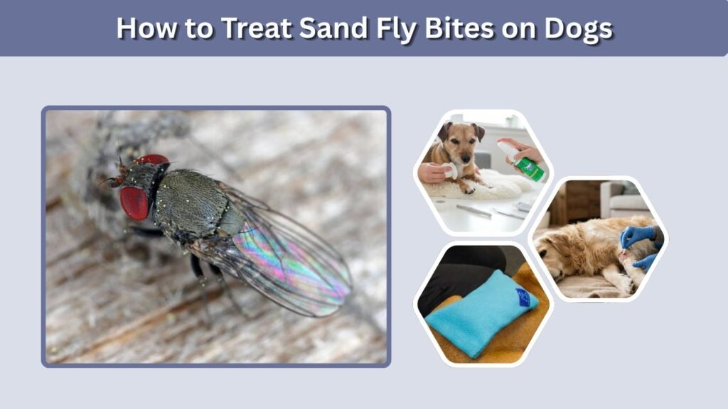 How to Treat Sand Fly Bites on Dogs