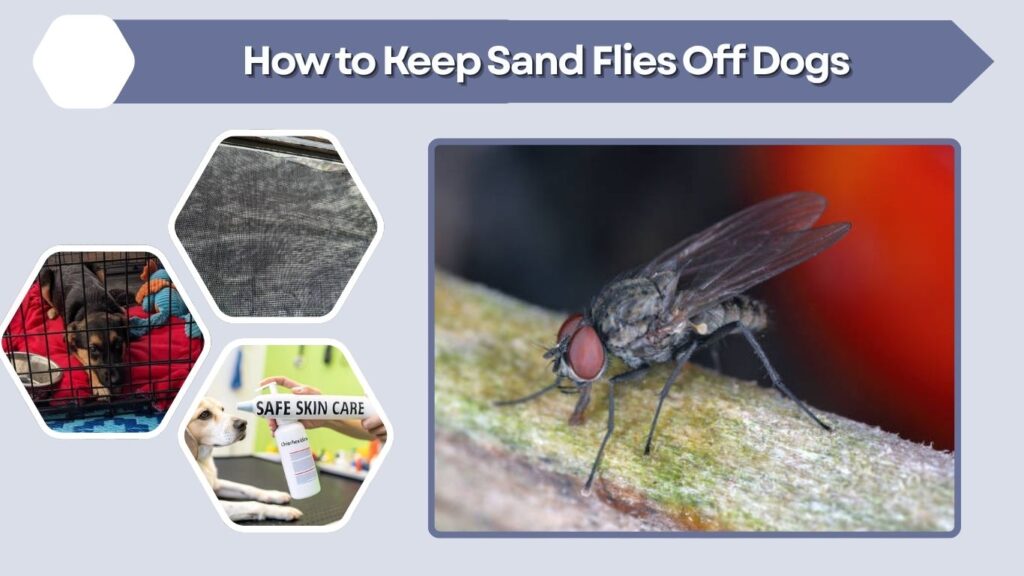 How to Keep Sand Flies Off Dogs