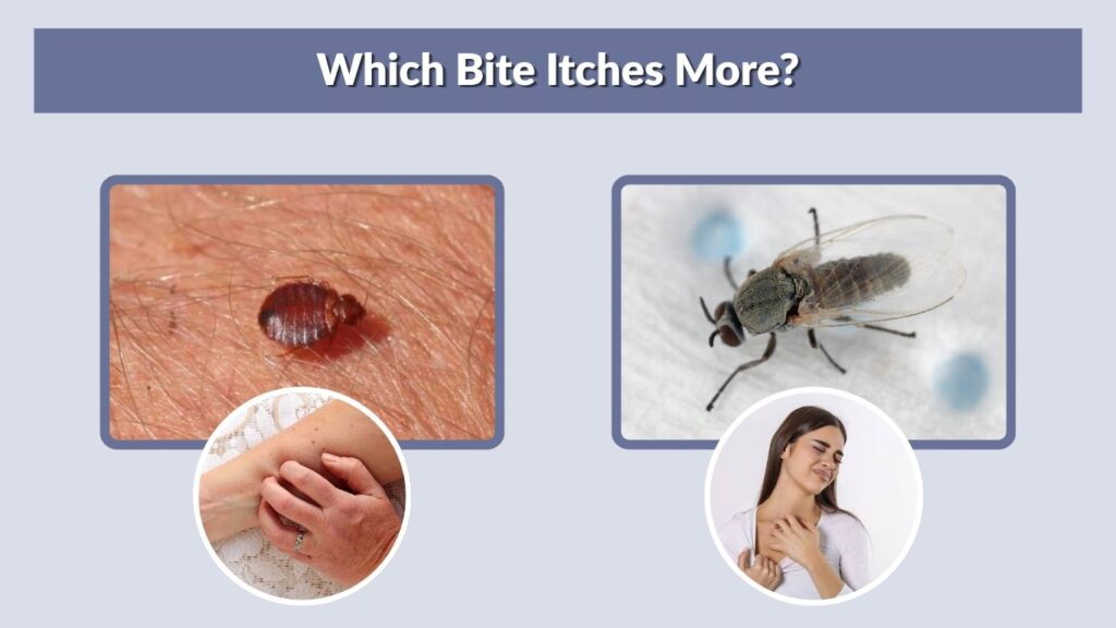 Which Bite Itches More?