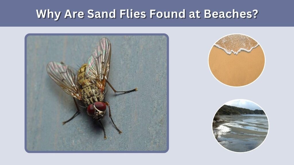 Why Are Sand Flies Found at Beaches?