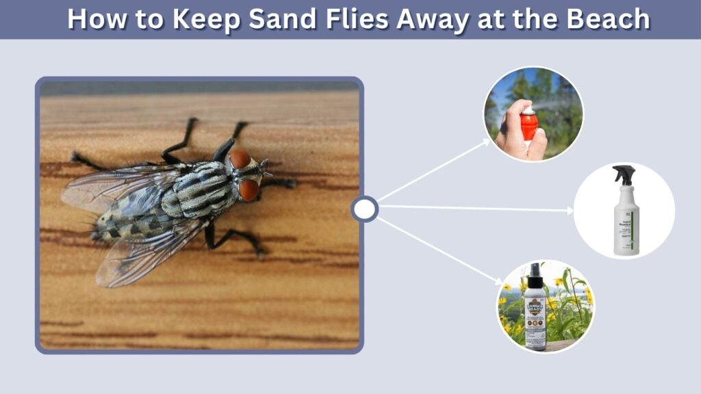 How to Keep Sand Flies Away at the Beach