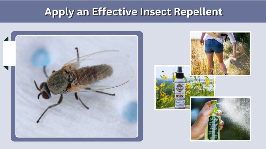 Apply an Effective Insect Repellent
