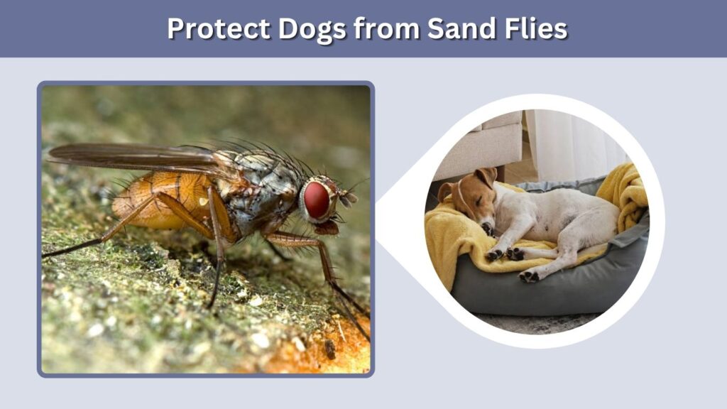 Protect Dogs from Sand Flies