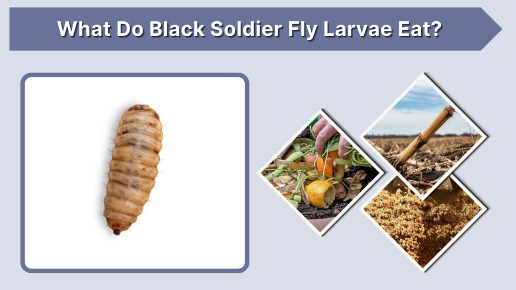 What Do Black Soldier Fly Larvae Eat?
