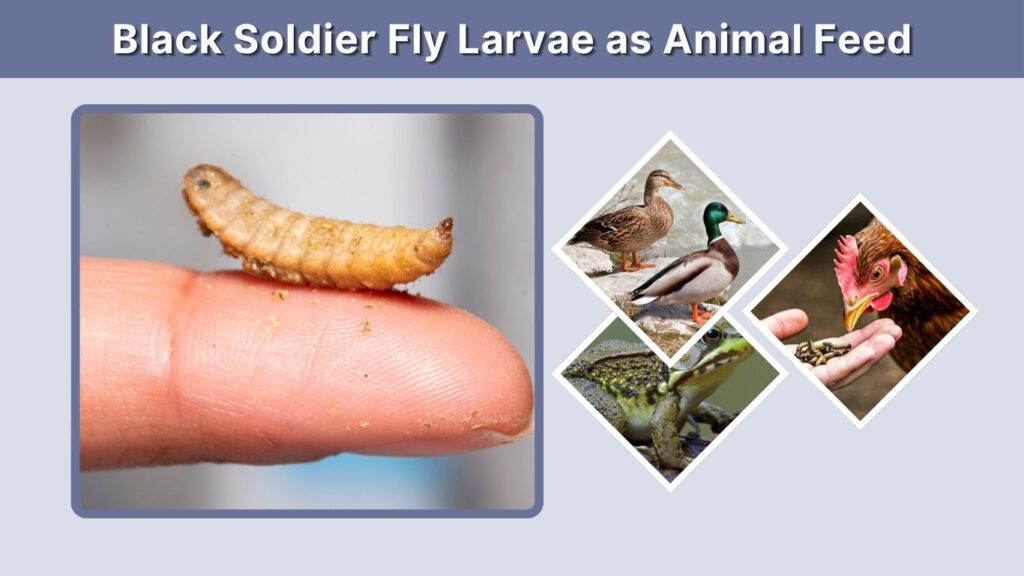 Black Soldier Fly Larvae as Animal Feed