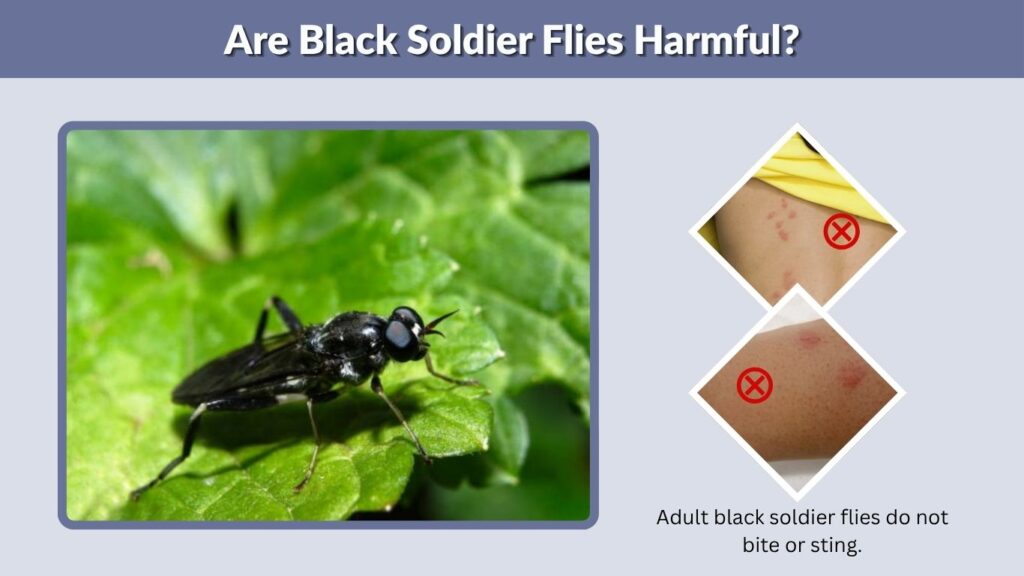 Are Black Soldier Flies Harmful?