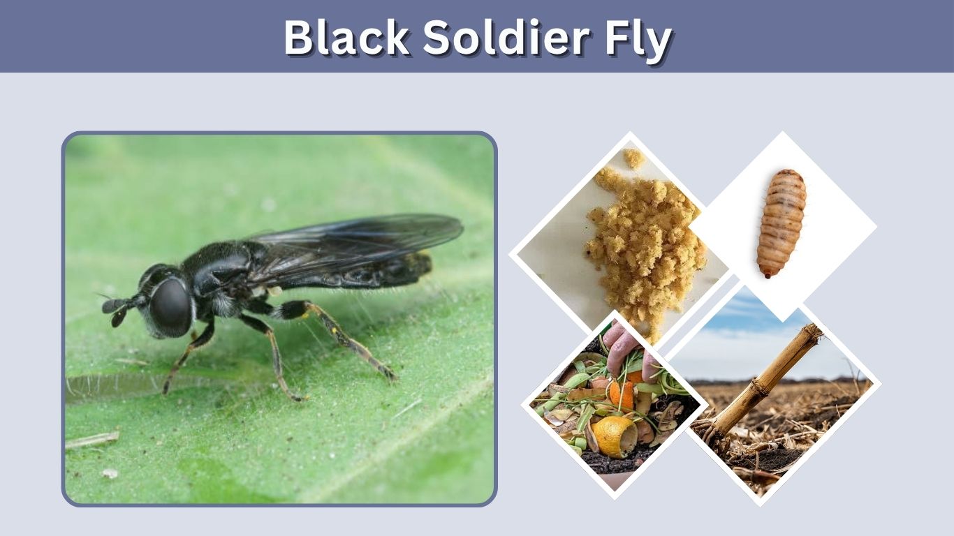 Black Soldier Fly: Larvae, Life Cycle, Uses, and Facts