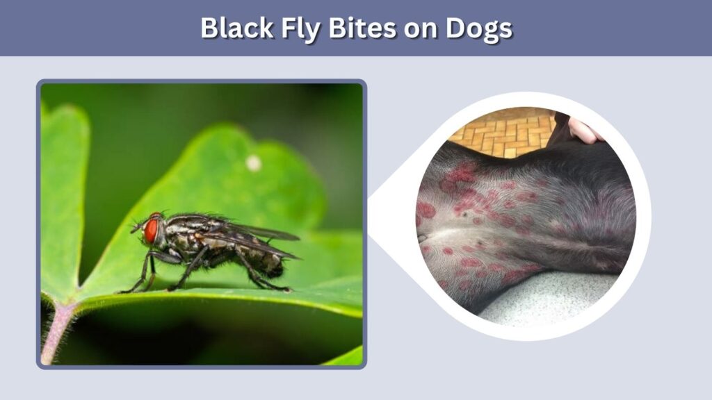 Black Fly Bites on Dogs