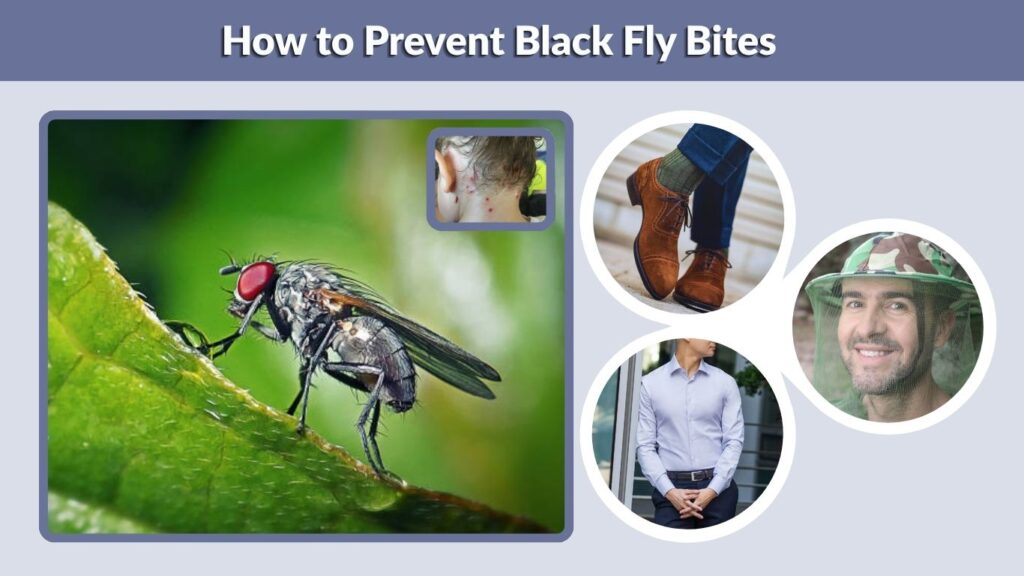 How to Prevent Black Fly Bites