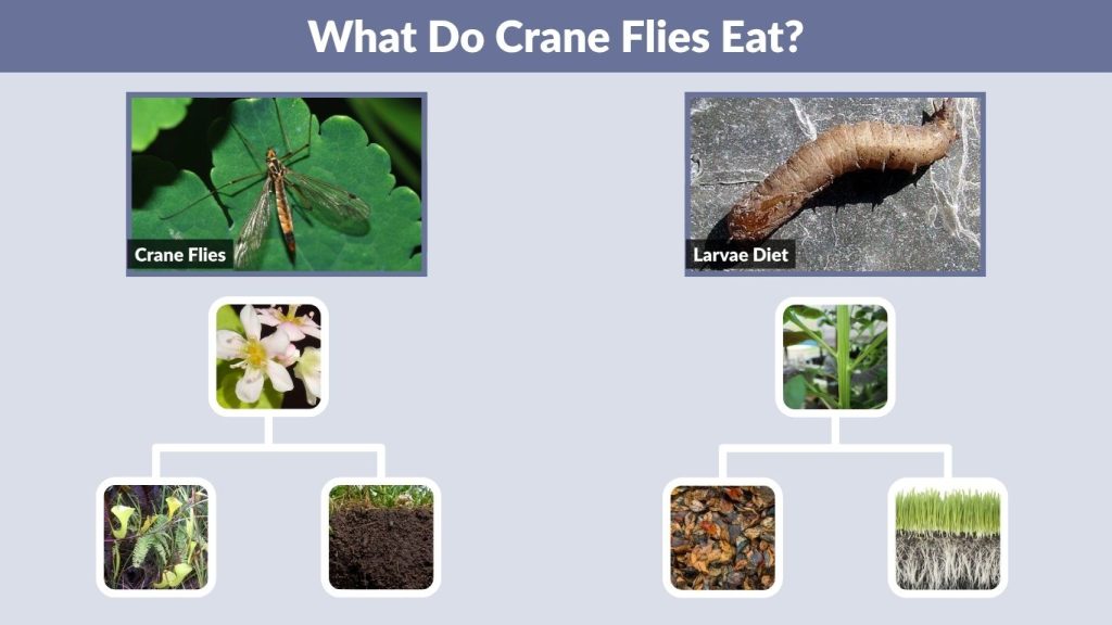 What Do Crane Flies Eat?