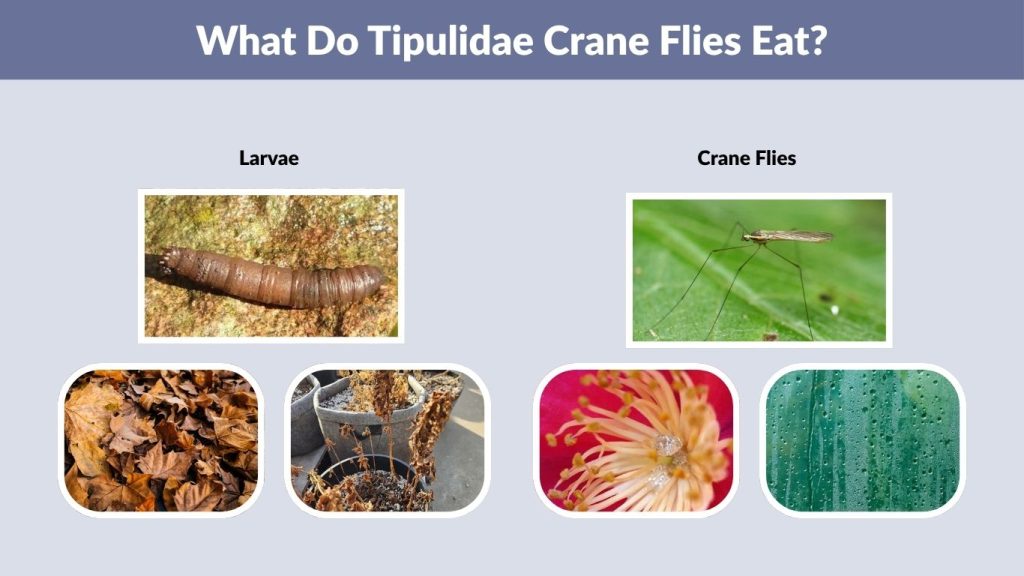What Do Tipulidae Crane Flies Eat?