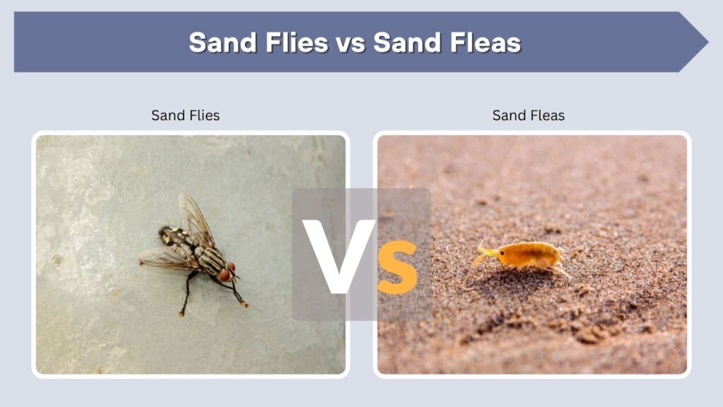 Sand Flies vs Sand Fleas