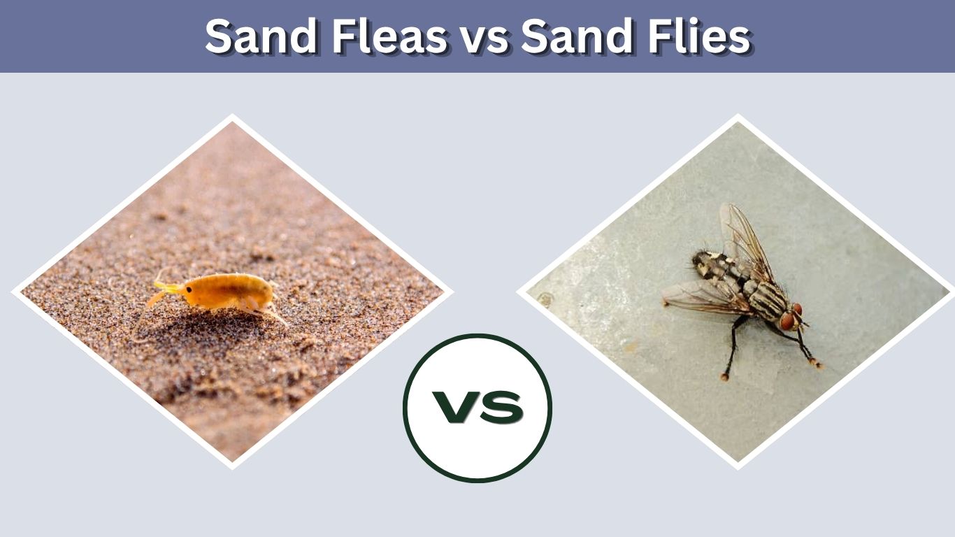 Sand Fleas vs Sand Flies: Differences, Bites and Risks