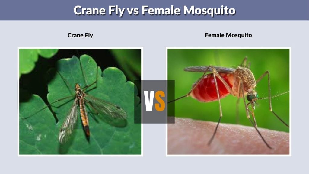 Crane Fly vs Female Mosquito