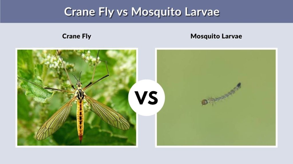 Mosquito Larvae