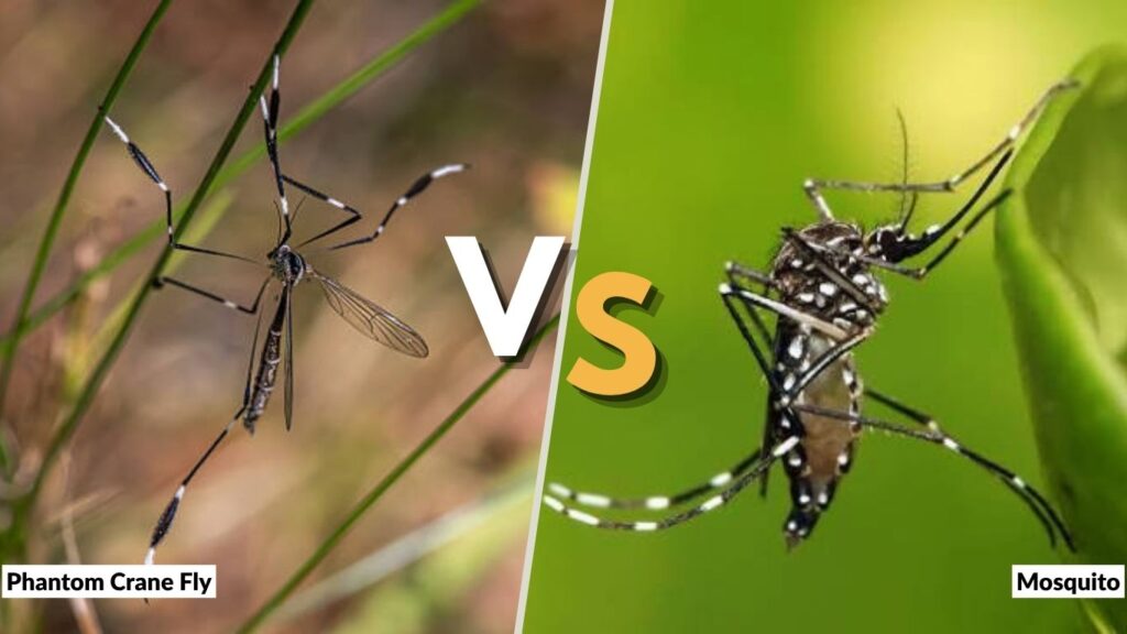 Phantom Crane Fly vs. Mosquito