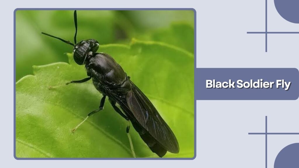 Black Soldier Fly