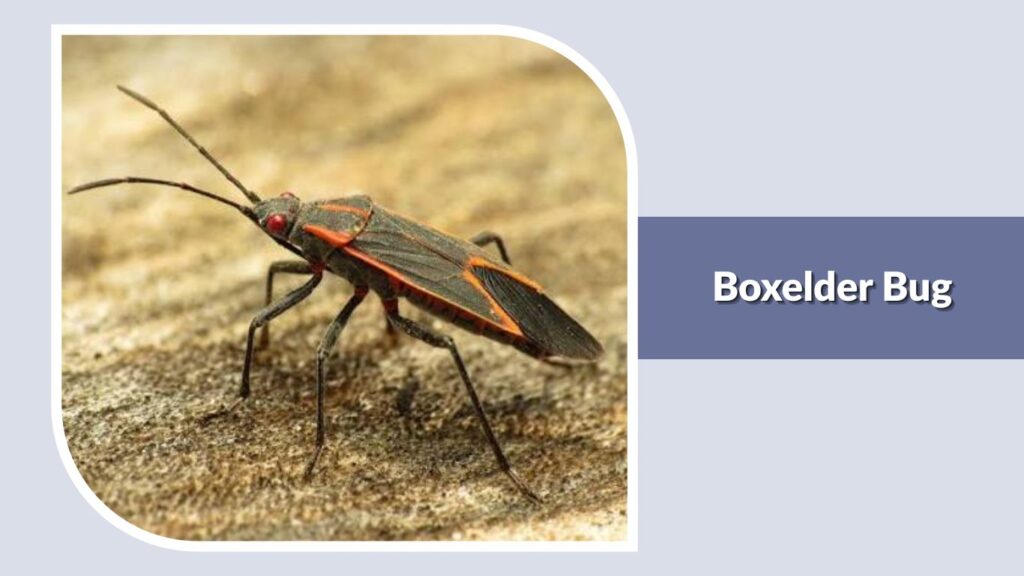 Boxelder Bug