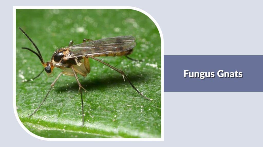 Fungus Gnats