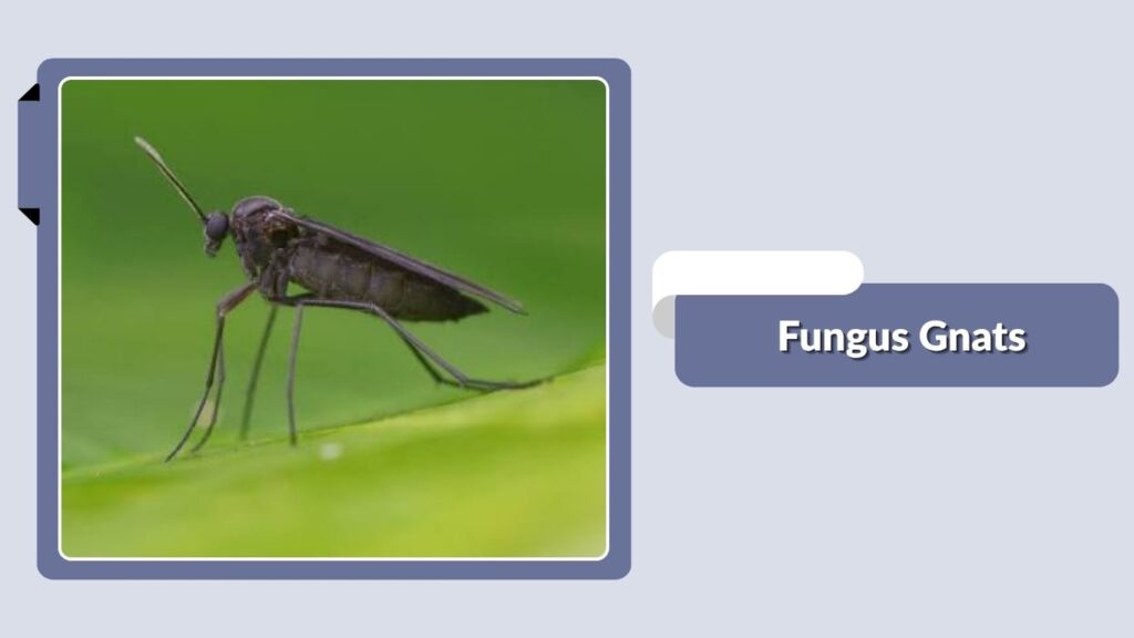 Fungus Gnats