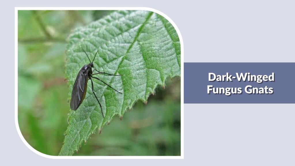 Dark-Winged Fungus Gnats