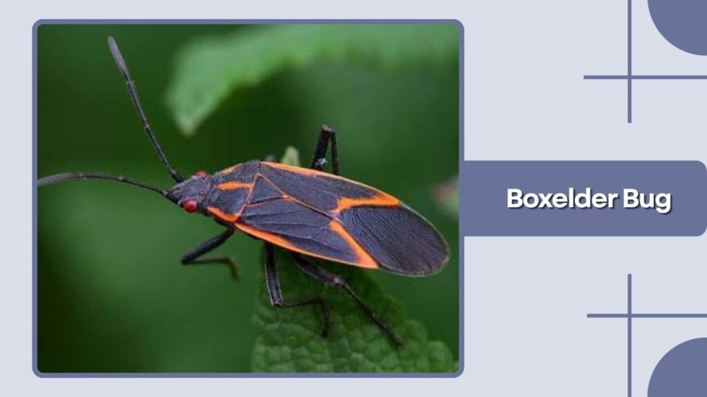Boxelder Bug